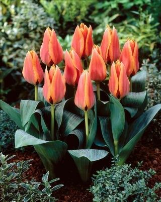 Tulipan Calypso - 5 cebulek