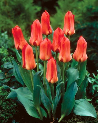Tulipan Oriental Beauty - 5 cebulek