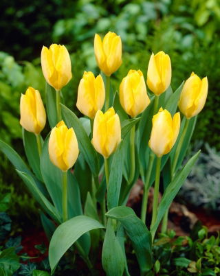 Tulipan Yellow Purissima - 5 cebulek