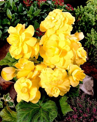 Begonia pełna - żółta - GIGA paczka! - 100 szt.