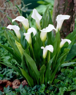 Calla Captain Fresco - GIGA paczka! - 50 cebulek