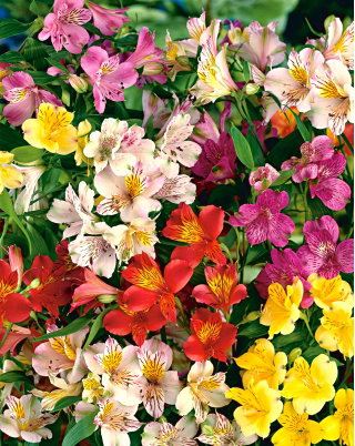 Alstremeria - Alstroemeria - GIGA paczka! - 50 szt.