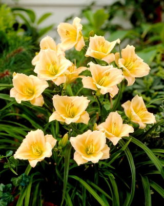 Liliowiec Mini Pearl - GIGA paczka! - 50 szt.