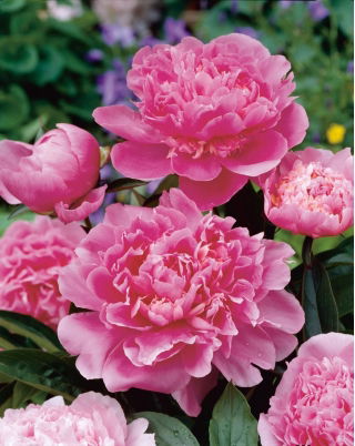 Piwonia, Paeonia - Edulis Superba - sadzonka - GIGA paczka! - 50 szt.