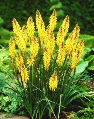 Kniphofia żółta - Minister Verschuur - GIGA paczka! - 50 szt.