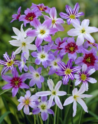 Leucocoryne Mix - 10 szt.