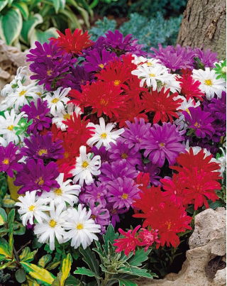 Aster karłowy Pepite - mieszanka - 500 nasion