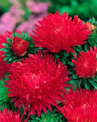 Aster chiński peoniowy Opalfeauer