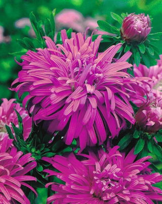 Aster chryzantemowy Ametyst - jasnolila