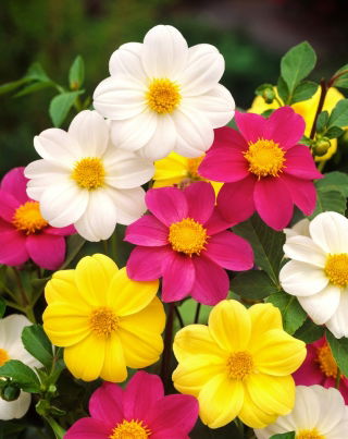 Dalia zmienna Mignon - 120 nasion