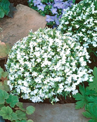 Lobelia biała - 3200 nasion