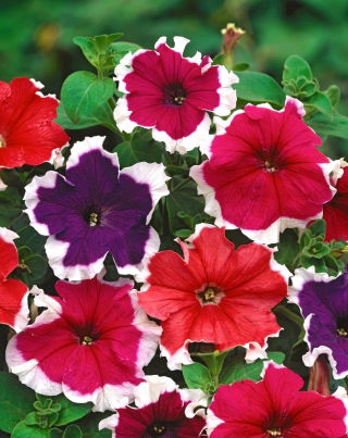 Petunia o kwiatach białoobrzeżonych - 80 nasion