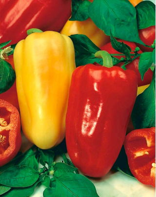 Papryka Bogna