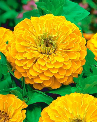 Cynia daliowa Golden Dawn - żółta