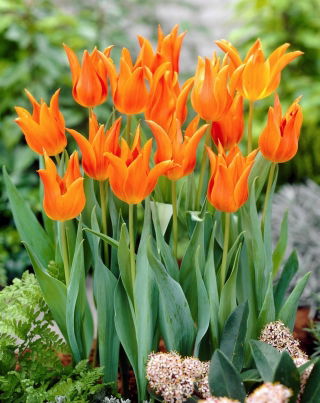 Tulipan Ballerina - 5 cebulek