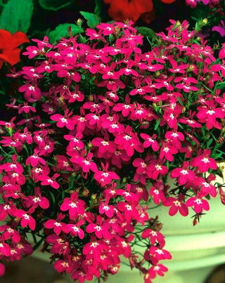Lobelia Rosamond - purpurowa