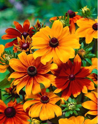 Rudbekia dwubarwna Meine Freude