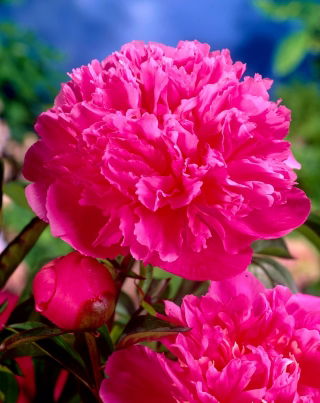 Piwonia, Paeonia - Amabilis - sadzonka - duża paczka! - 10 szt.