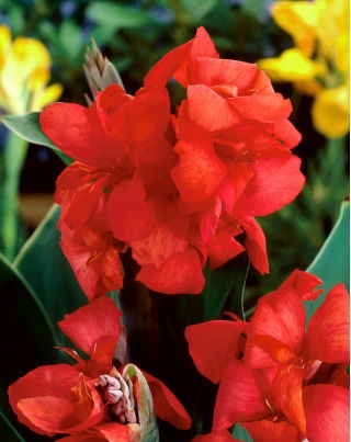 Kanna - Red Beauty