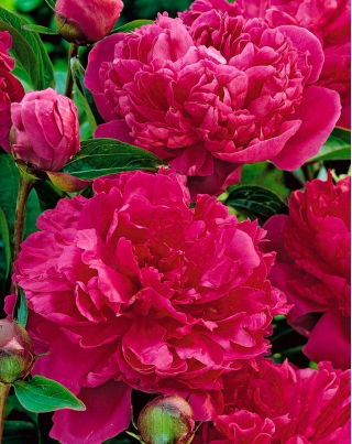Piwonia, Paeonia - Felix Crouse - sadzonka - GIGA paczka! - 50 szt.