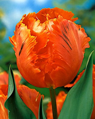 Tulipan Orange Favourite - GIGA paczka! - 250 szt.