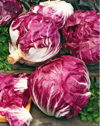 Cykoria sałatowa radicchio Palla Rossa 3 - 360 nasion