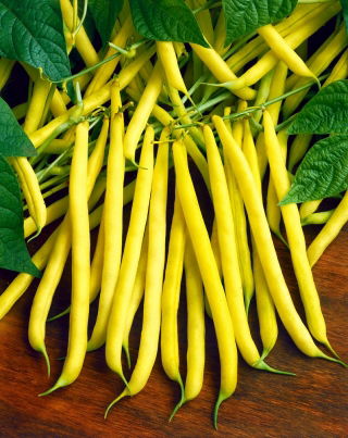 Fasola Złota Saxa - NANO-GRO - 30% większe zbiory