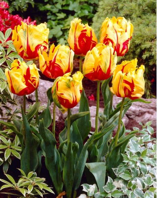 Tulipan Texas Flame - 5 cebulek