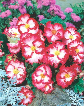 Begonia - Marginata White - biało-czerwona - GIGA paczka! - 100 szt.