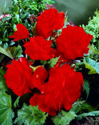 Begonia pełna - czerwona - GIGA paczka! - 100 szt.