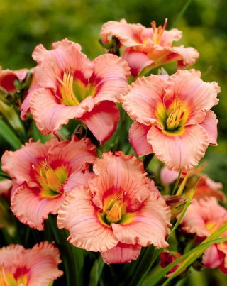 Liliowiec Elegant Candy - GIGA paczka! - 50 szt.