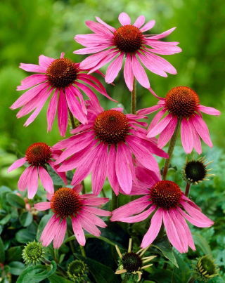 Jeżówka różowa - Magnus - GIGA paczka! - 50 szt.