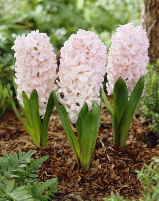 Hiacynt Apricot Passion - 3 szt.
