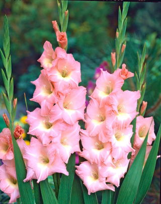 Mieczyk Rose Supreme - 5 cebul