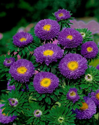 Aster półpełny Iskra - fioletowy