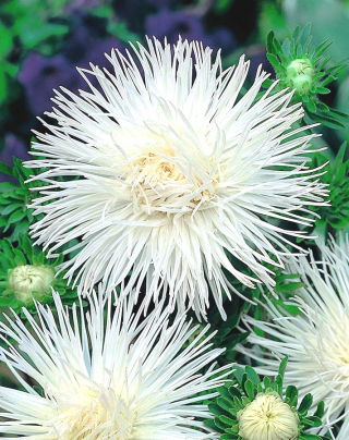 Aster chiński igiełkowy Angora - biały