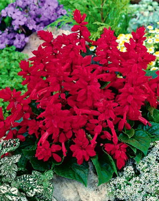 Szałwia błyszcząca wiśniowa - 84 nasion