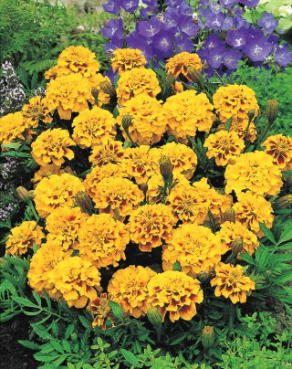 Aksamitka rozpierzchła – Yellow Fire - 350 nasion
