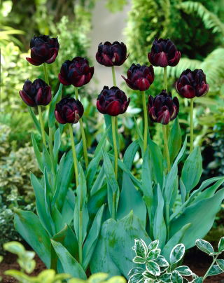 Tulipan Black Hero - duża paczka! - 50 szt.