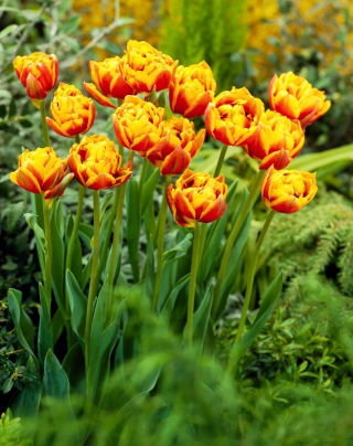 Tulipan Bonanza - 50 szt.