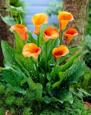 Calla Hot Shot - cebulka XXL