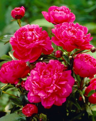 Piwonia, Paeonia - Kansas - sadzonka - duża paczka! - 10 szt.