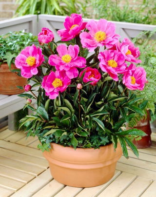 Piwonia, Paeonia - Dancing Butterfly - sadzonka