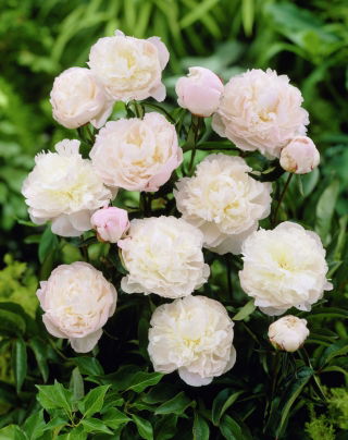 Piwonia, Paeonia - Shirley Temple - sadzonka - GIGA paczka! - 50 szt.
