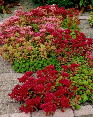 Rozchodnik kaukaski - Sedum Spurium - sadzonka - GIGA paczka! - 50 szt.