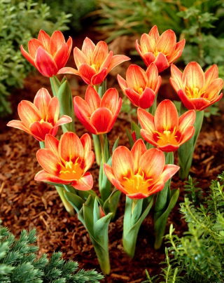 Tulipan Shakespeare - 5 szt.