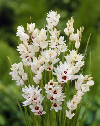 Ixia - Iksja Giant - GIGA paczka! - 1250 szt.