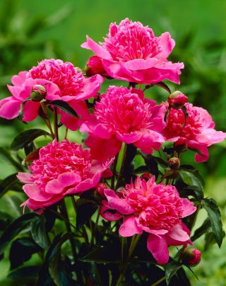Piwonia, Paeonia - Barbara - sadzonka - GIGA paczka! - 50 szt.