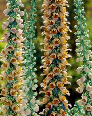 Naparstnica Gelber Herold - duża paczka! - 10 szt.