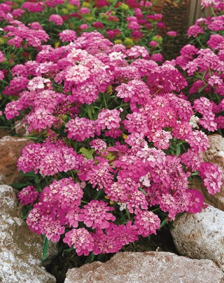 Ubiorek baldaszkowy Rosa Cardinal - różowy
